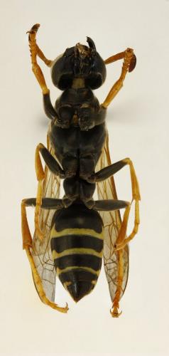 Polistes nimpha